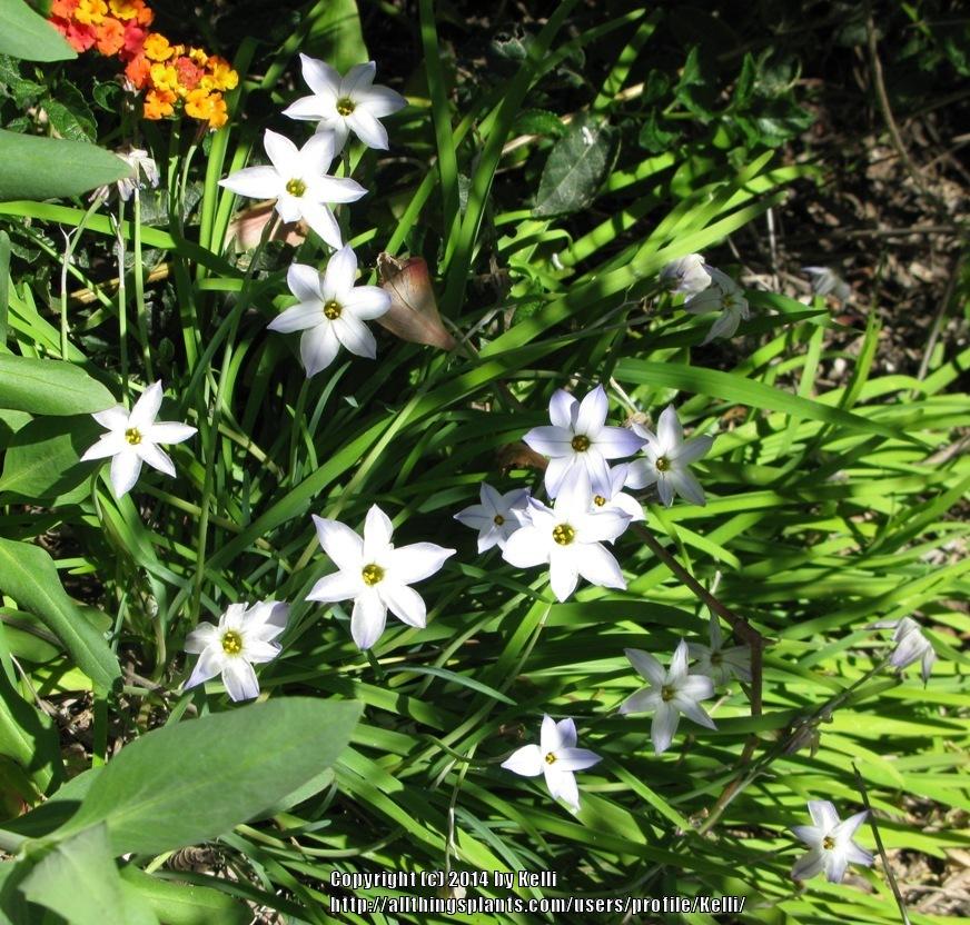 Photo of Spring Starflower (Ipheion uniflorum) uploaded by Kelli