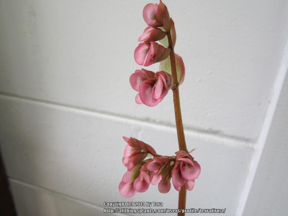 Photo of Begonias (Begonia) uploaded by terrafirma