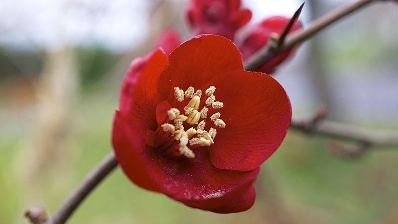 Photo of Flowering Quince (Chaenomeles japonica) uploaded by SongofJoy