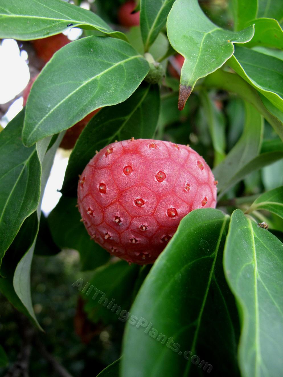 Dogwoods Plant Care and Collection of Varieties