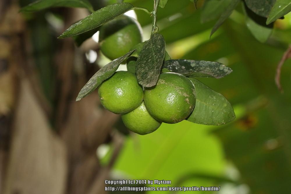 Photo of Lemon (Citrus x limon) uploaded by bonitin