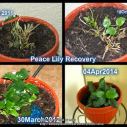 Location: At home - San Joaquin County, CA
Date: Sept 2011 to April 2014
Peace Lily Resilience and Recovery