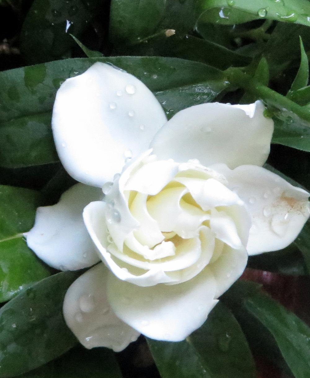 Photo of Gardenia (Gardenia jasminoides) uploaded by JulieB