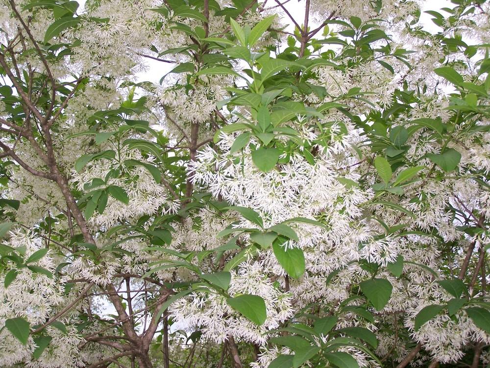 Photo of Fringe Tree (Chionanthus virginicus) uploaded by chickhill