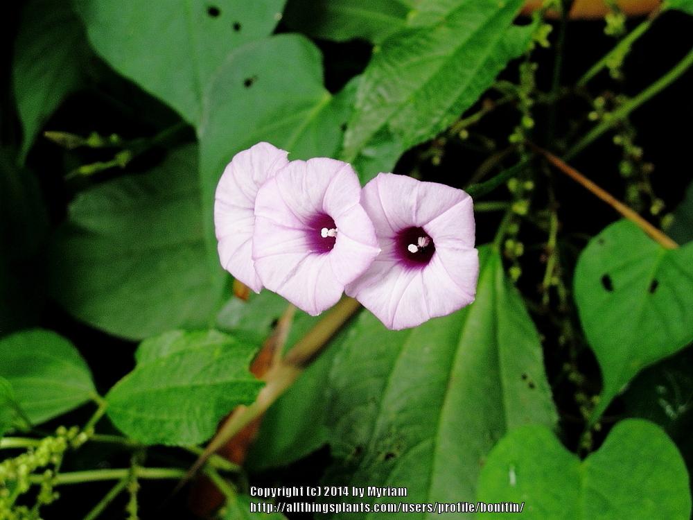Photo of Little Bell Morning Glory (Ipomoea triloba) uploaded by bonitin