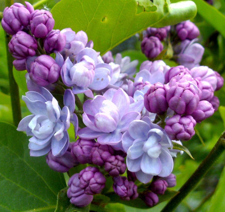 Lilacs Plant Care and Collection of Varieties