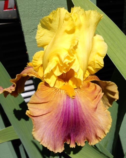Photo of Irises (Iris) uploaded by Ecograndma