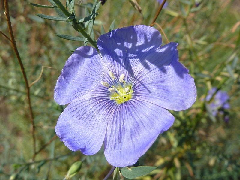 Photo of Blue Flax (Linum perenne) uploaded by robertduval14