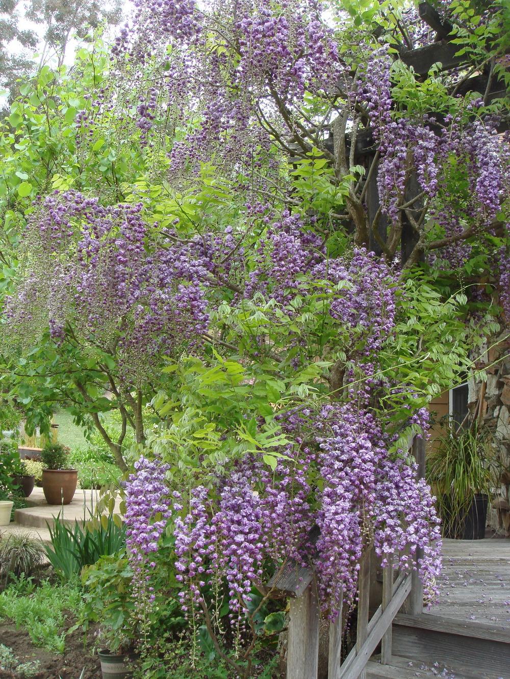 Wisterias Plant Care and Collection of Varieties