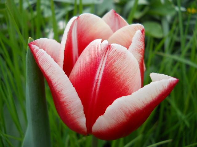 Photo of Tulips (Tulipa) uploaded by fixpix
