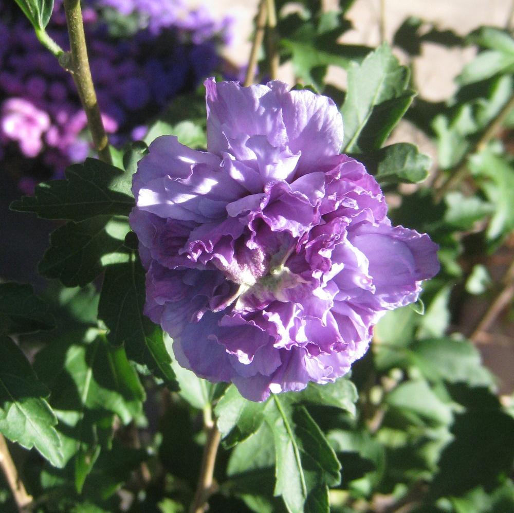 Roses Of Sharon Plant Care and Collection of Varieties