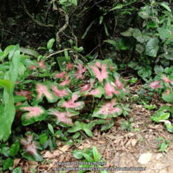 Location: Rainforest, Paraty, Brazil
Date: 2013-12-27