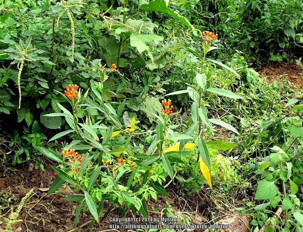 Photo of Tropical Milkweed (Asclepias curassavica) uploaded by bonitin