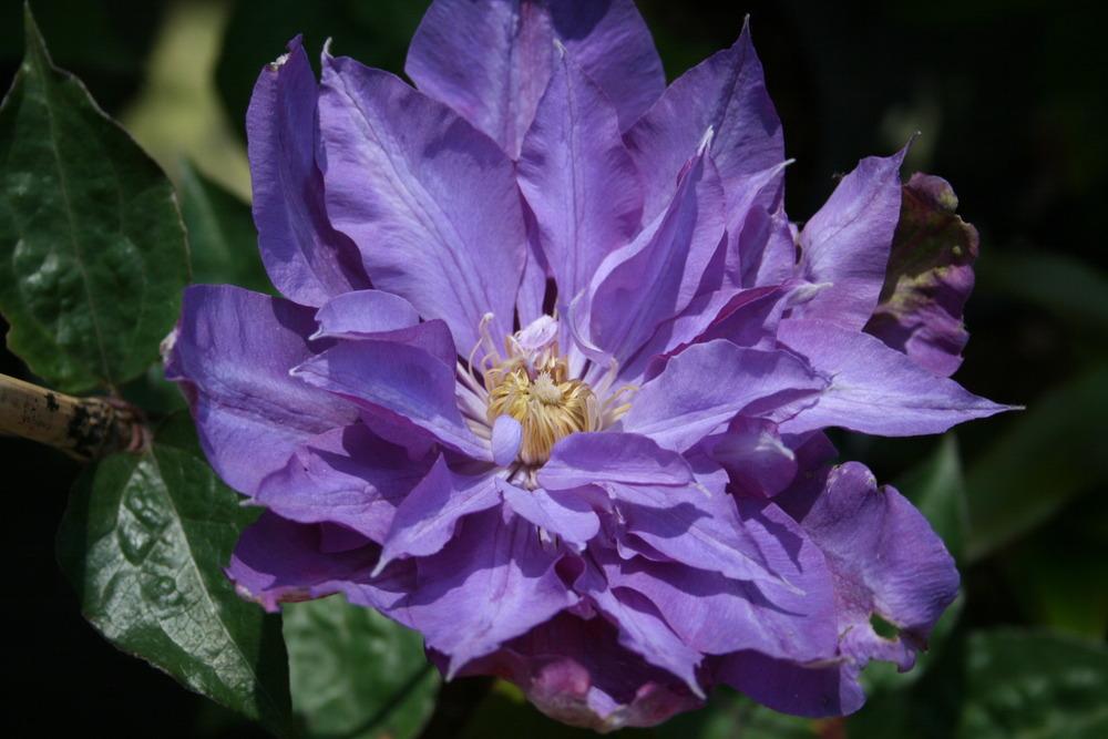 Photo of Clematis 'Vyvyan Pennell' uploaded by Calif_Sue