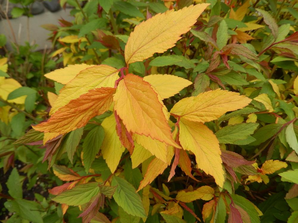 Photo of Japanese Spirea (Spiraea japonica 'Goldflame') uploaded by Bonehead