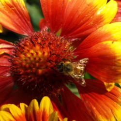 Location: Home in Yuba City, CA
Date: 2009
Bee on Blanket Flower