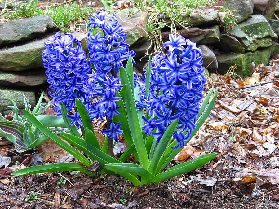 Hyacinths Plant Care and Collection of Varieties