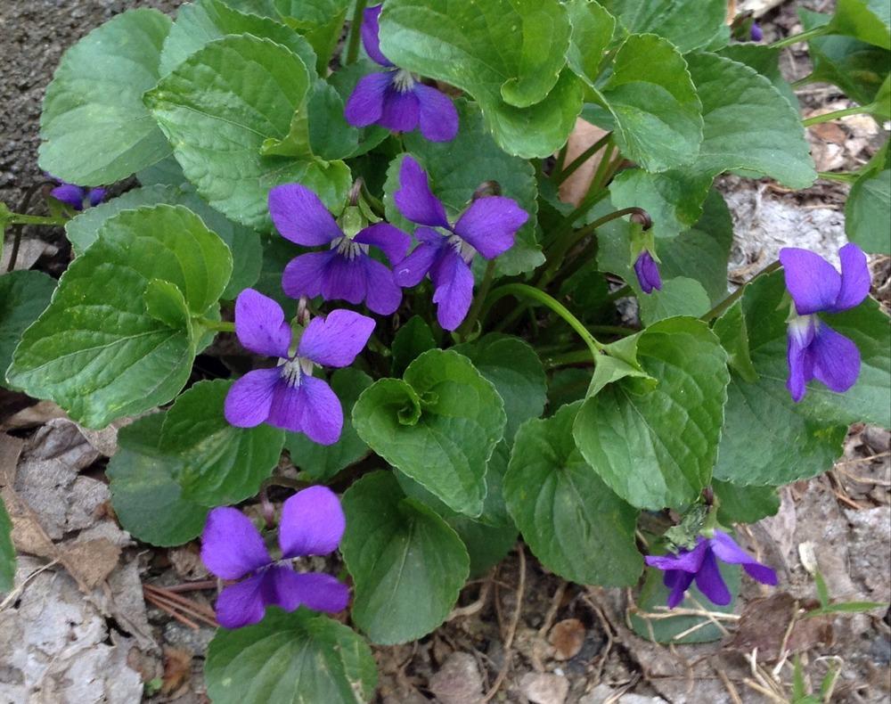 Photo of Sweet Violet (Viola odorata) uploaded by bxncbx