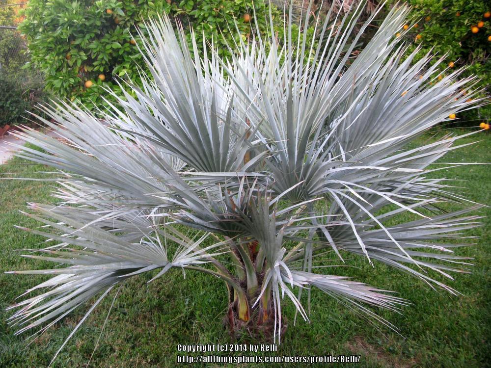 Photo of Mexican Blue Palm (Brahea armata) uploaded by Kelli