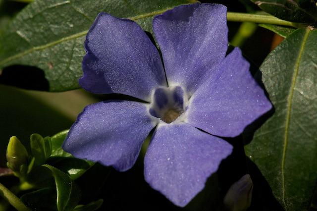 Photo of Lesser Periwinkle (Vinca minor) uploaded by ckatNM