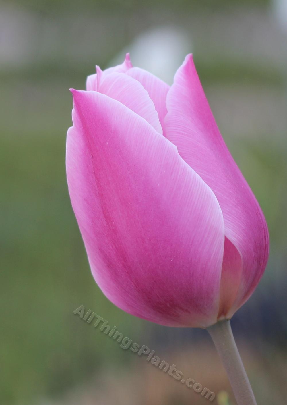 Photo of Tulips (Tulipa) uploaded by typwc