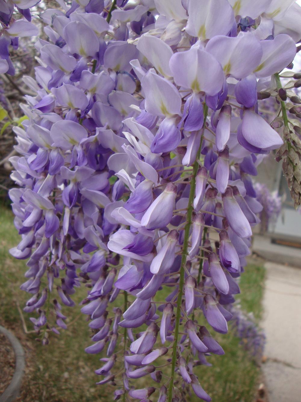 Photo of Chinese Wisteria (Wisteria sinensis) uploaded by Paul2032