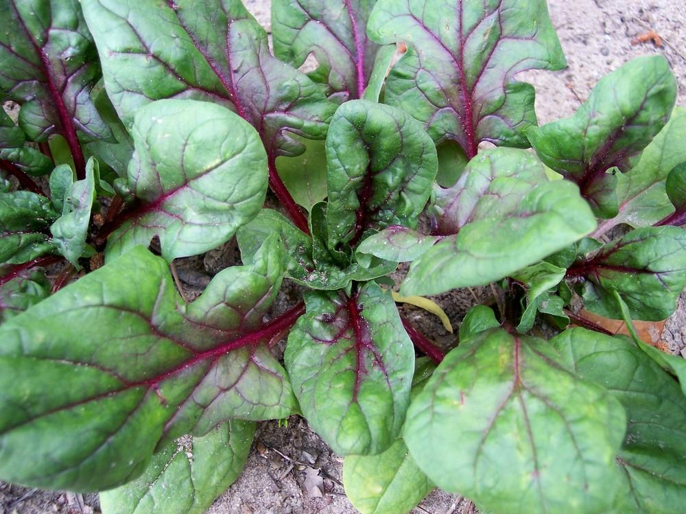Photo of Spinach (Spinacia oleracea 'Red Kitten') uploaded by farmerdill