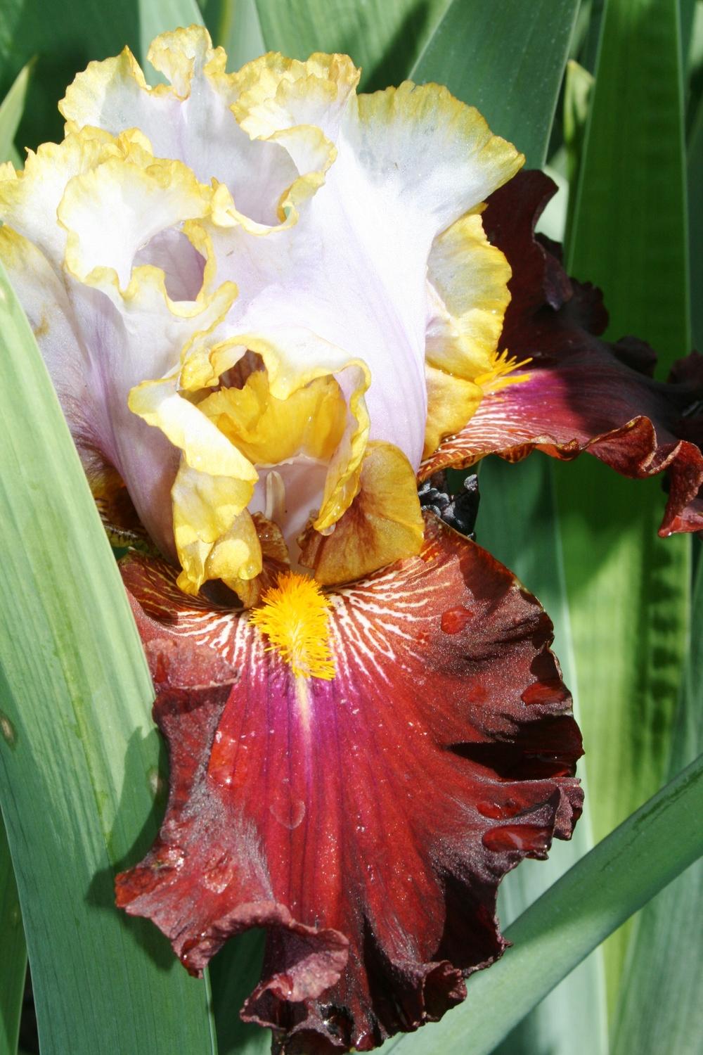 Photo of Tall Bearded Iris (Iris 'Plot Line') uploaded by Calif_Sue