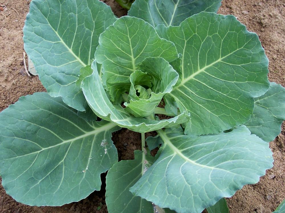 Photo of Cabbage (Brassica oleracea var. capitata 'Deep Blue') uploaded by farmerdill