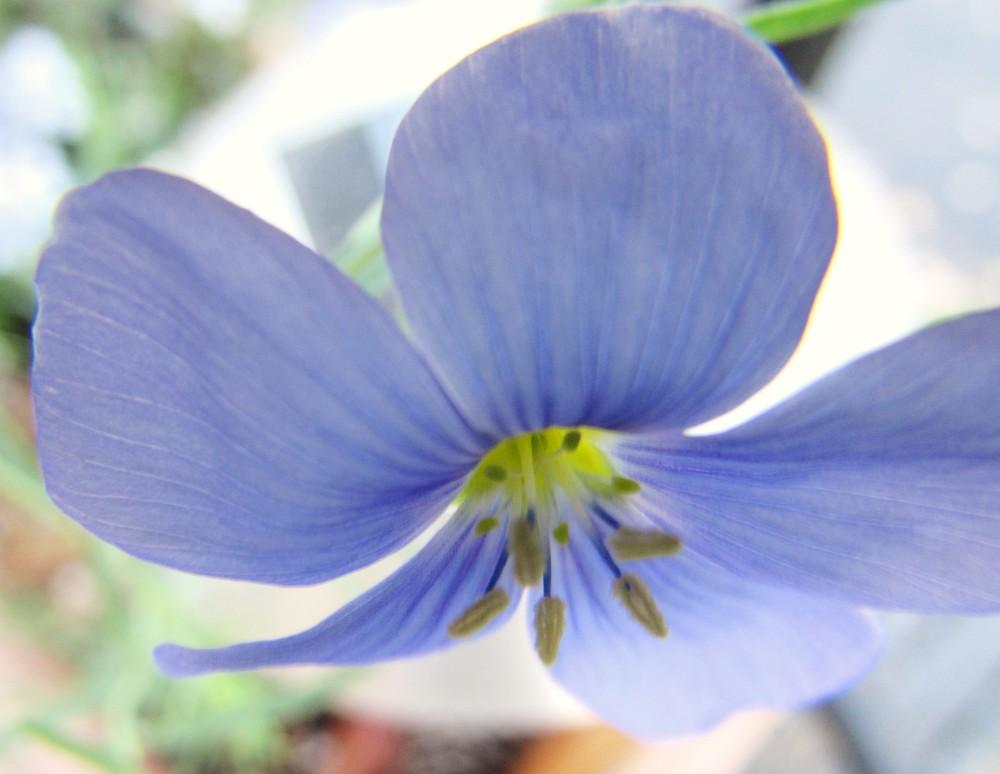 Photo of Blue Flax (Linum perenne) uploaded by SongofJoy