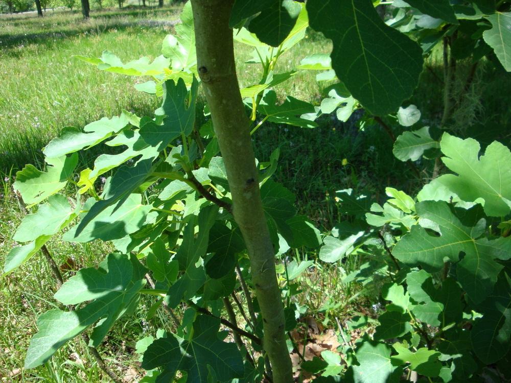Photo of Figs (Ficus carica) uploaded by flaflwrgrl