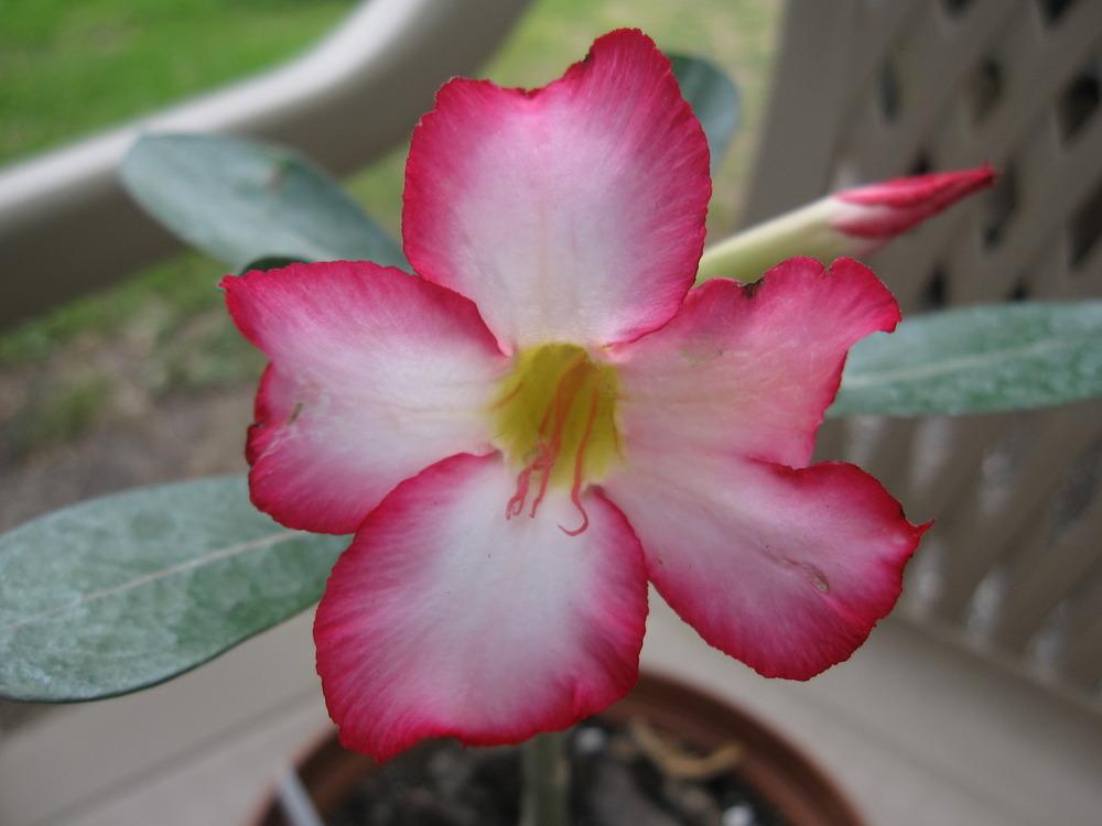 Photo of Desert Rose (Adenium obesum) uploaded by lisam0313