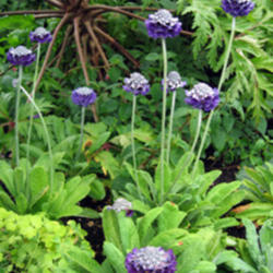 
Photo courtesy of Annie's Annuals and Perennials; sold as P. capi