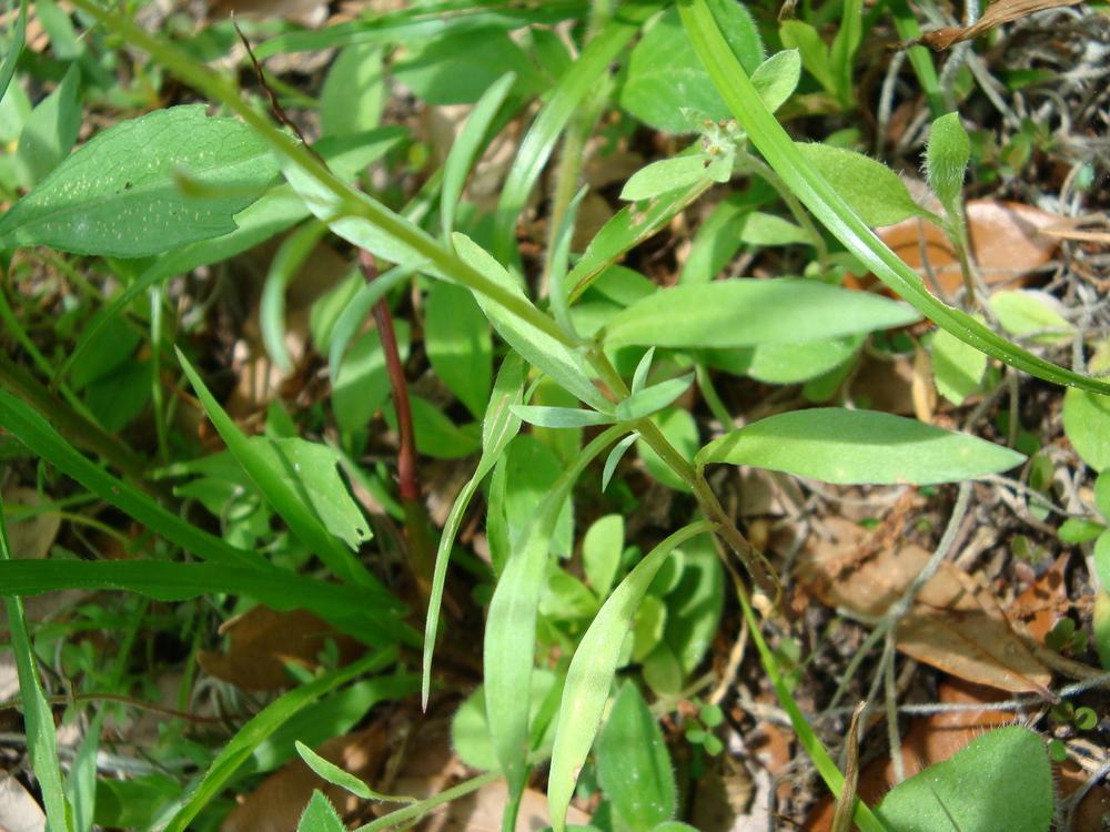 Photo of Sweet Alyssum (Lobularia maritima) uploaded by flaflwrgrl