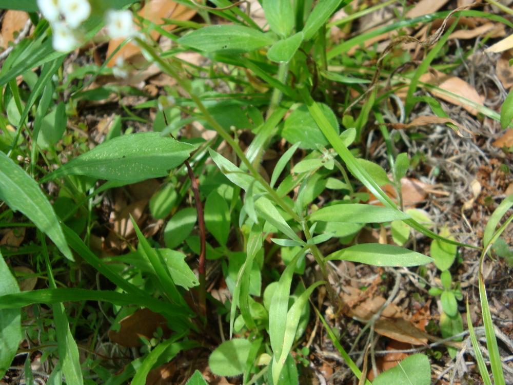 Photo of Sweet Alyssum (Lobularia maritima) uploaded by flaflwrgrl