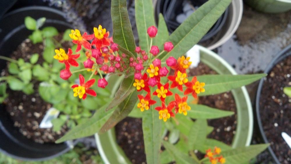 Photo of Tropical Milkweed (Asclepias curassavica) uploaded by lisam0313