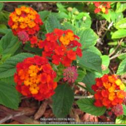Location: Sebastian, Florida
Date: 2014-05-11
Love this plant ... even the noxious smell. It attracts butterfli