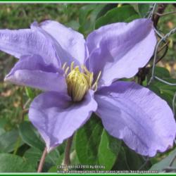 Location: Sebastian, Florida
Date: 2014-05-11
A large flowering clematis. The blooms fade over several days to 