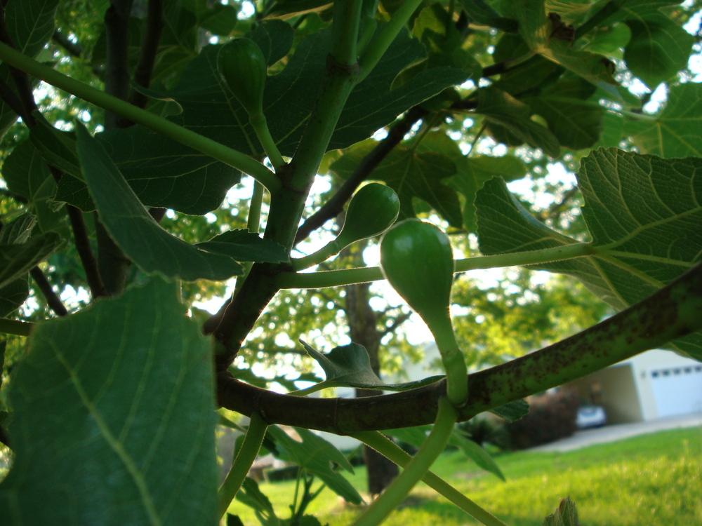 Photo of Figs (Ficus carica) uploaded by flaflwrgrl