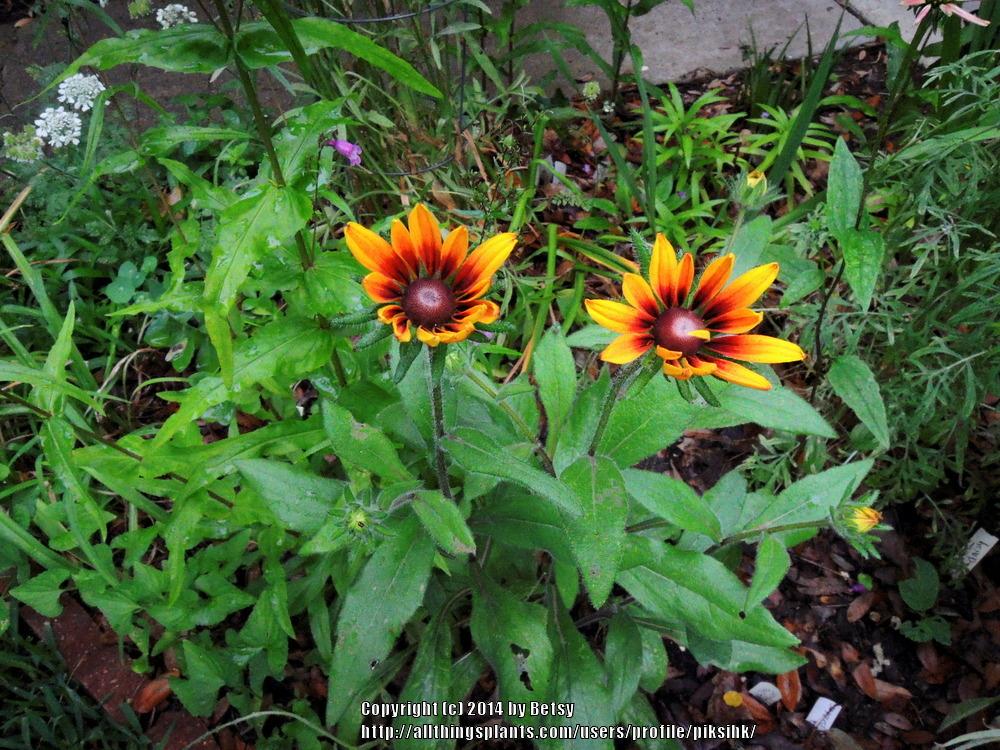 Photo of Black Eyed Susans (Rudbeckia) uploaded by piksihk