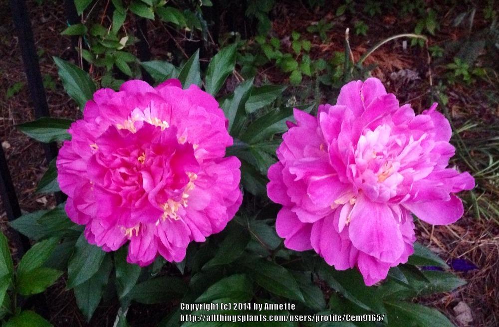 Photo of Japanese Peony (Paeonia lactiflora 'Feather Top') uploaded by Cem9165