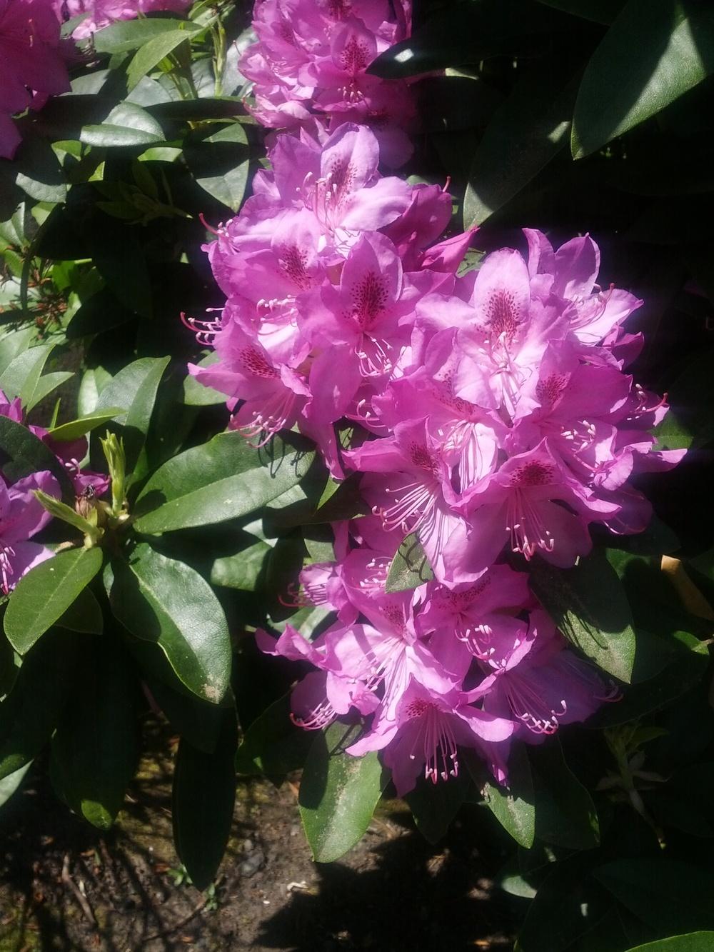 Photo of Rhododendrons (Rhododendron) uploaded by Toni