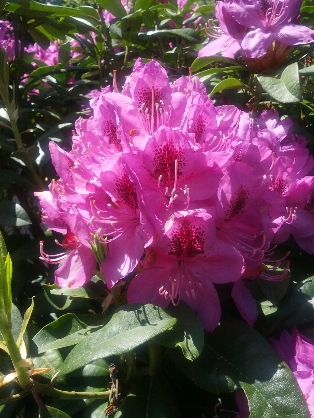 Photo of Rhododendrons (Rhododendron) uploaded by Toni