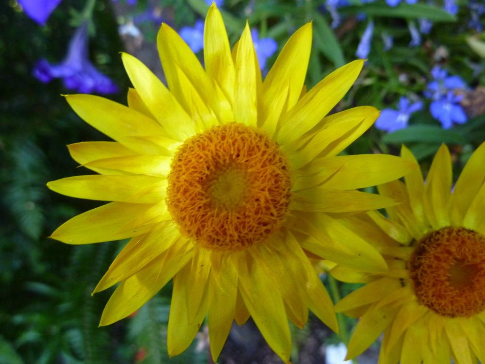 Photo of Sunflowers (Helianthus annuus) uploaded by Toni