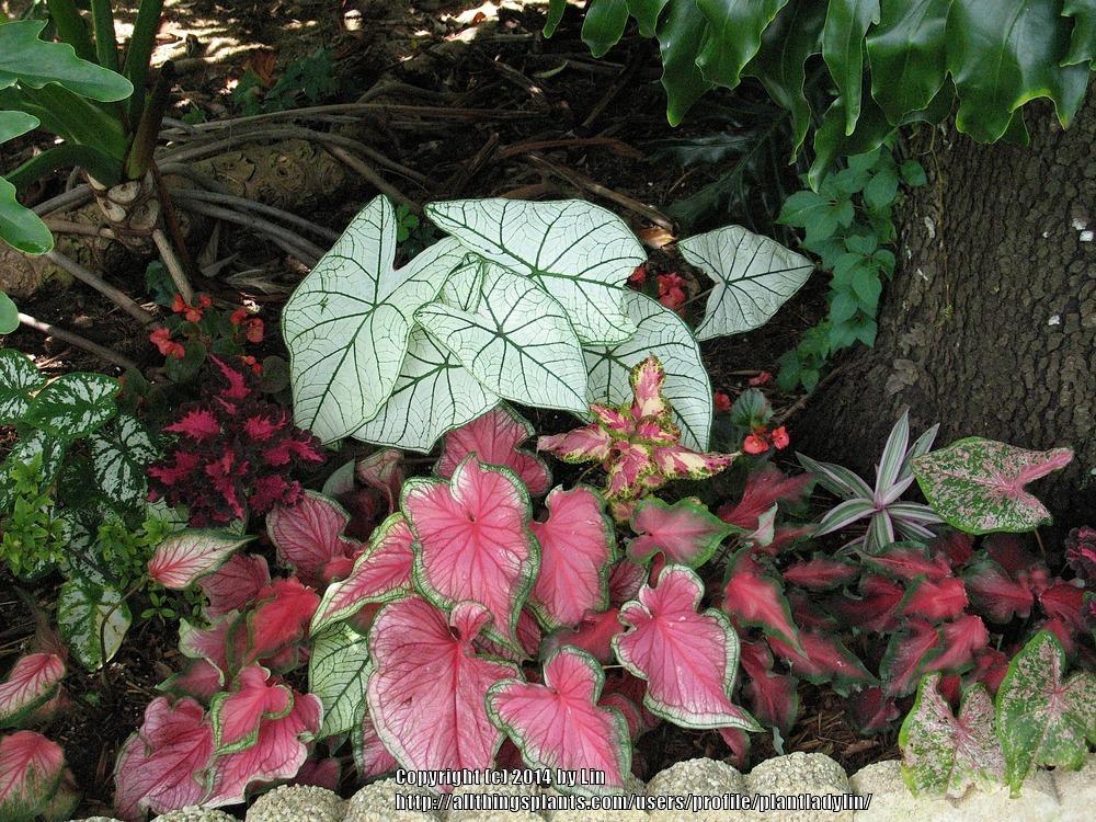 Photo of Fancy-Leafed Caladium (Caladium bicolor) uploaded by plantladylin
