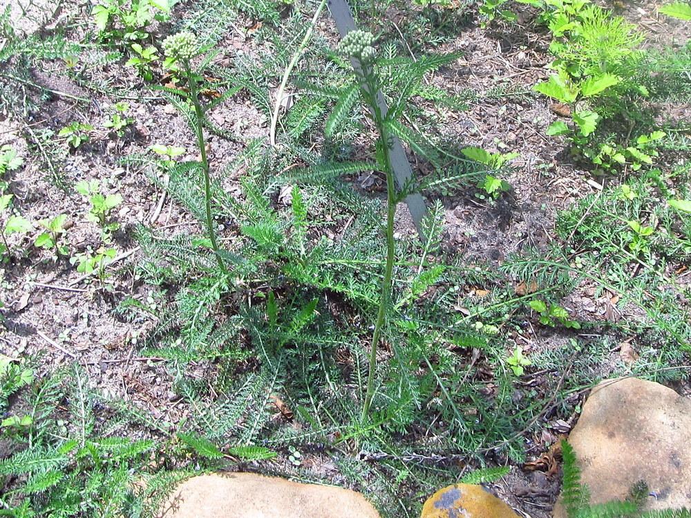 Photo of Yarrow (Achillea millefolium) uploaded by jmorth