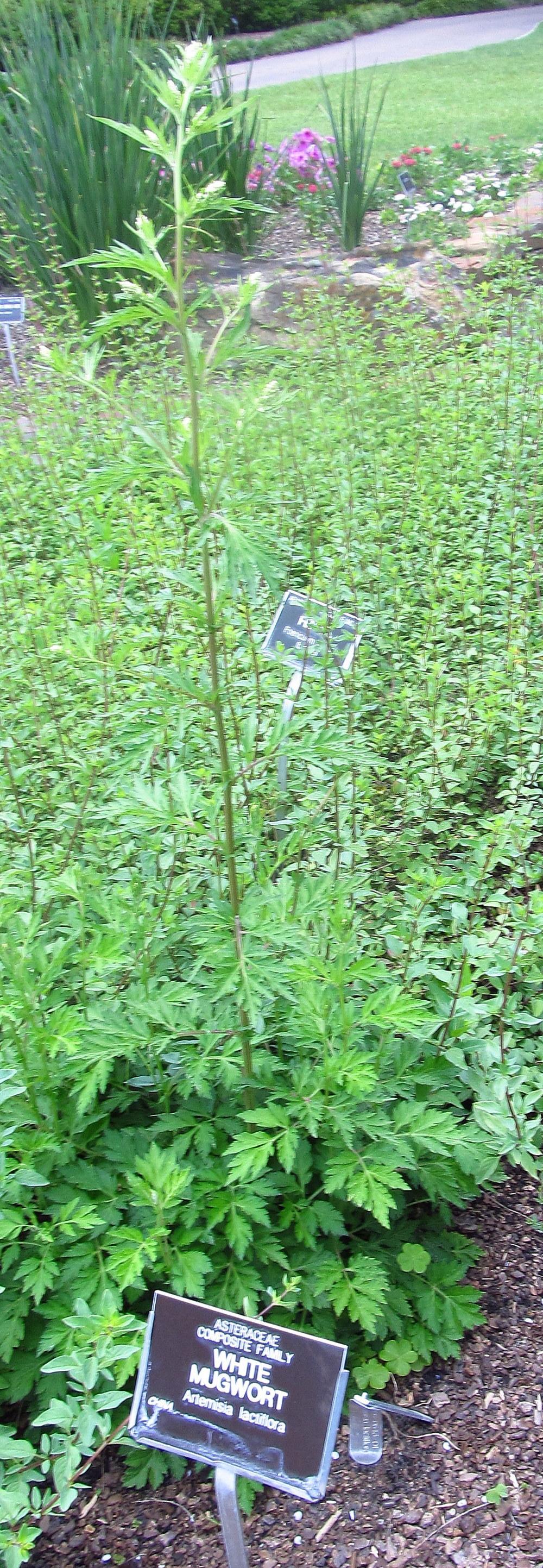 Photo of White Mugwort (Artemisia lactiflora) uploaded by jmorth