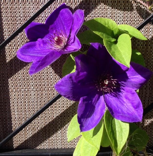 Photo of Clematis 'Elsa Spath' uploaded by Ecograndma