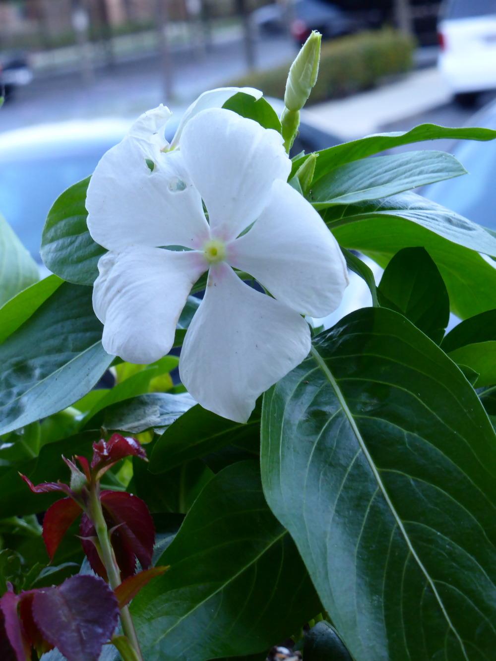 Photo of Vinca (Catharanthus roseus) uploaded by JulieB