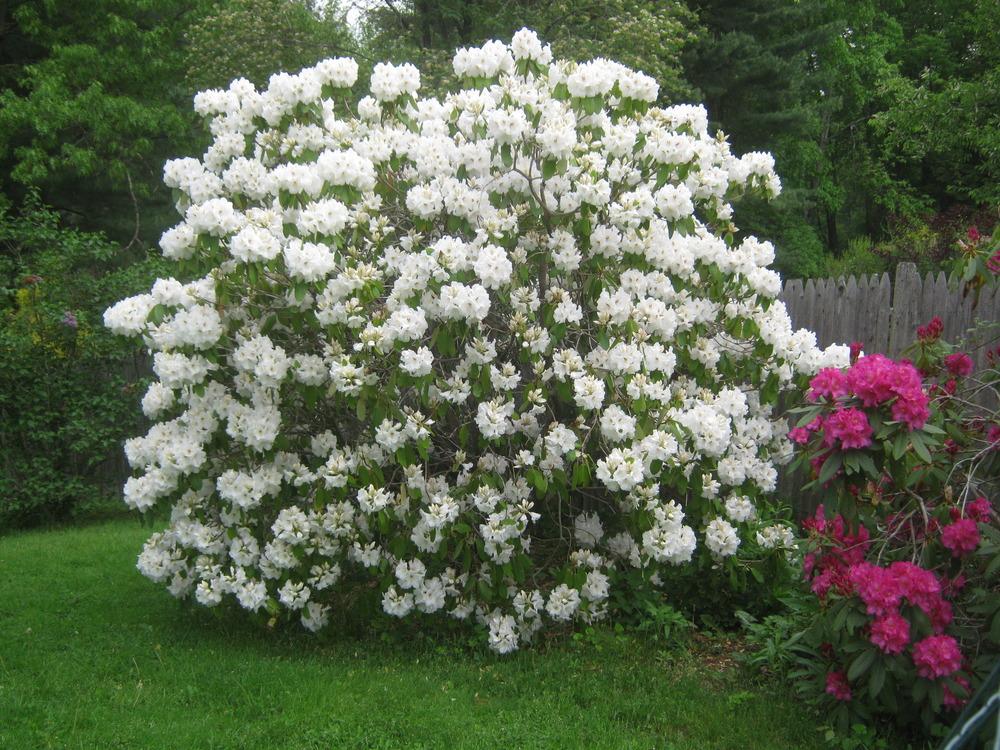 Photo of Rhododendrons (Rhododendron) uploaded by RobinD